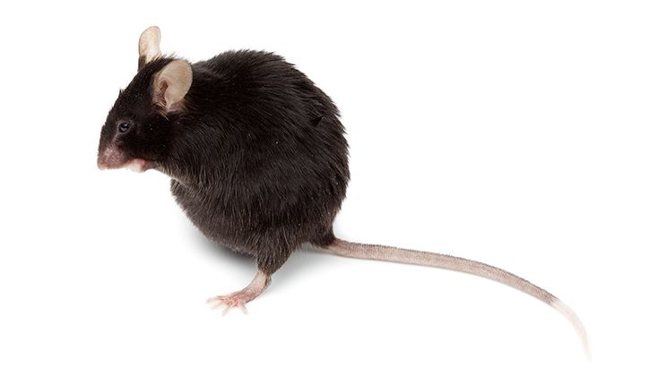 Mouse Care Guide Card Image