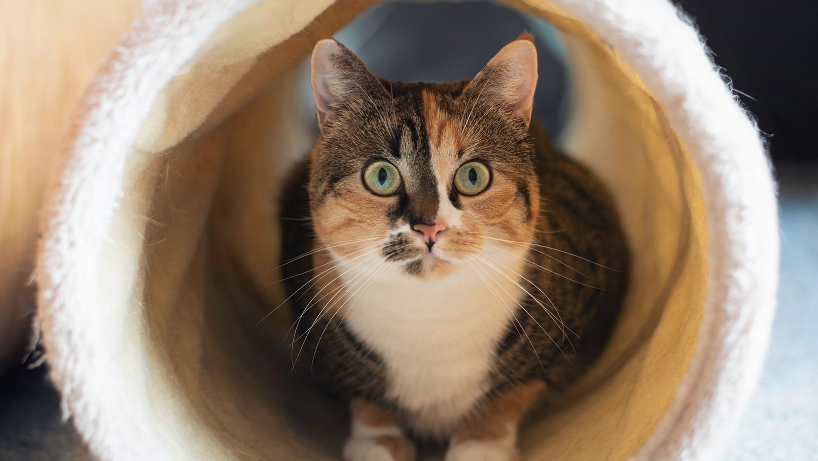Ins Out Cat Tunnel Hero Image