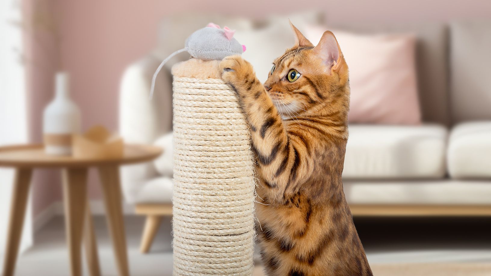 Cat Toys Hero Image