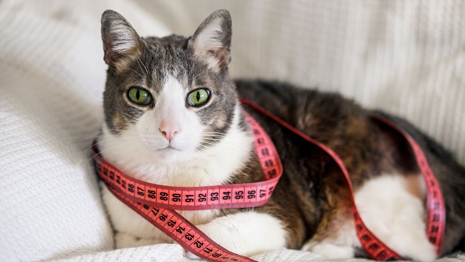 Cat Weight Control Hero Image