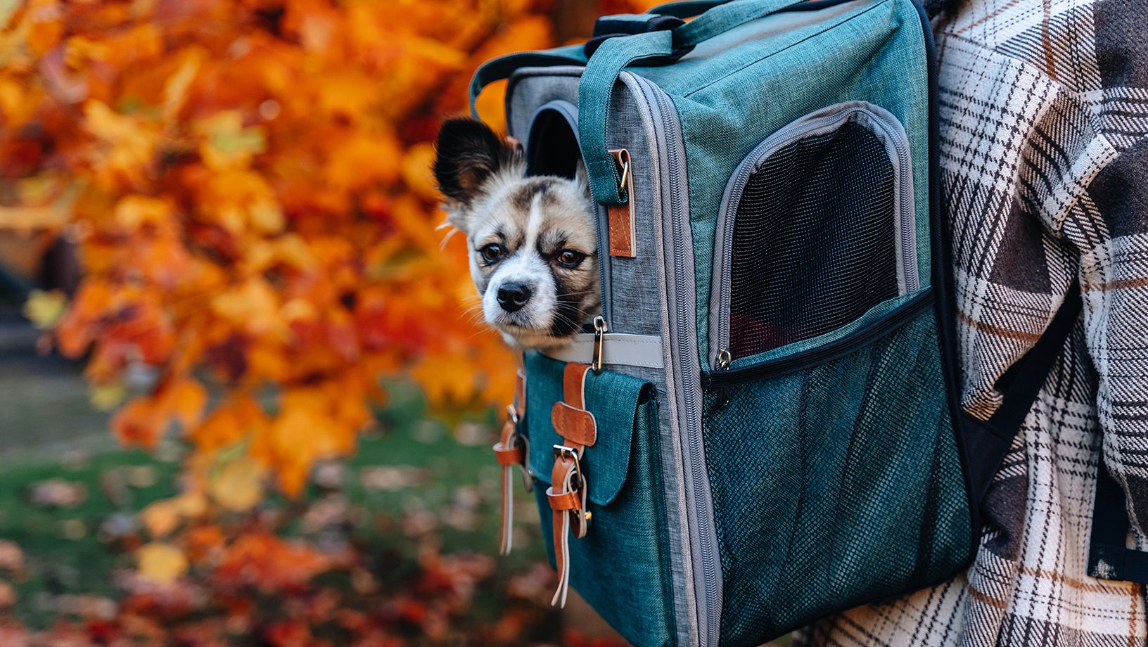 Dog Carrier Safety Hero Image