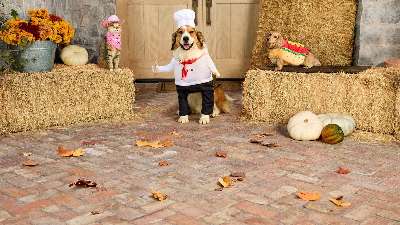 Dog in Halloween Costume