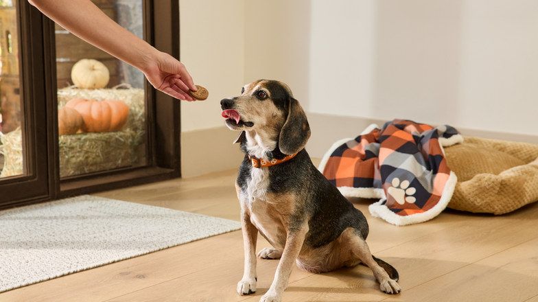Dog eating Thanksgiving food