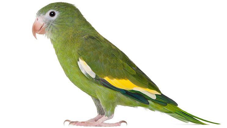 Canary Wing Parakeet Care Guide Card Image