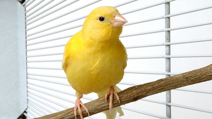 Canary Care Guide Card Image