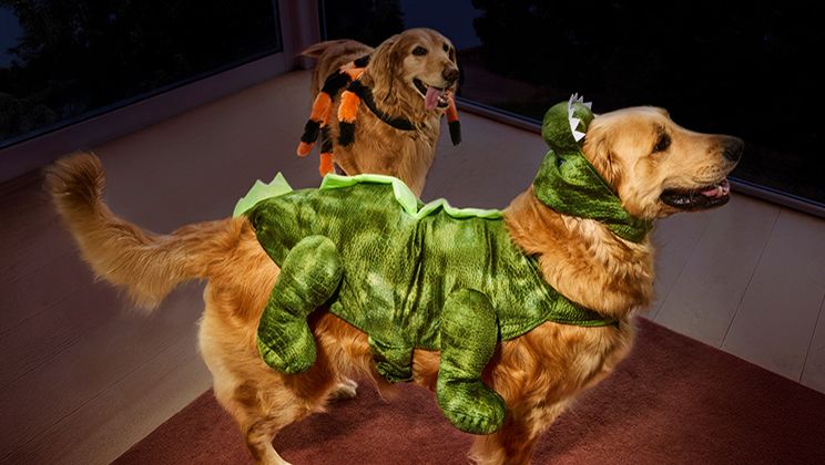 Pet Costumes: A Trend of Cuteness