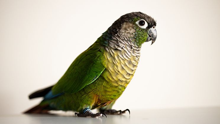 Conure Care Guide Card Image