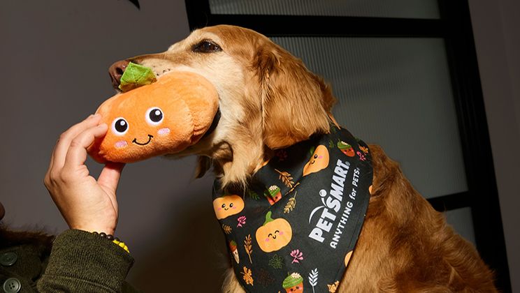 Pumpkin Spice For Dogs Card Image