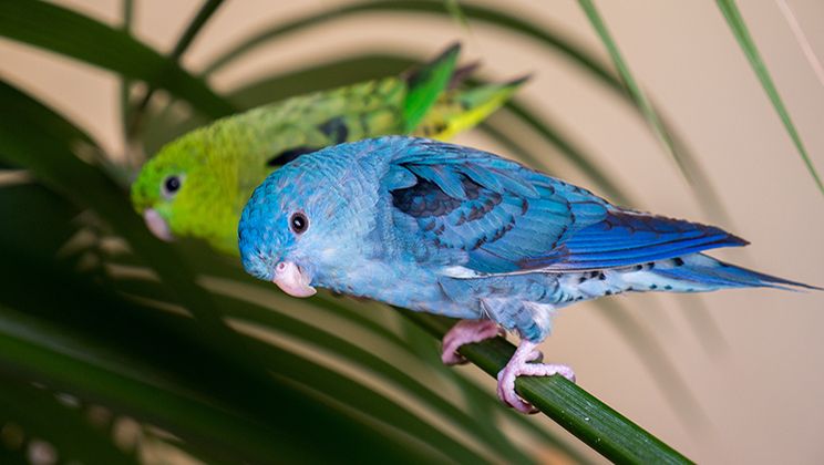 Lineolated Parakeet Care Guide Card Image