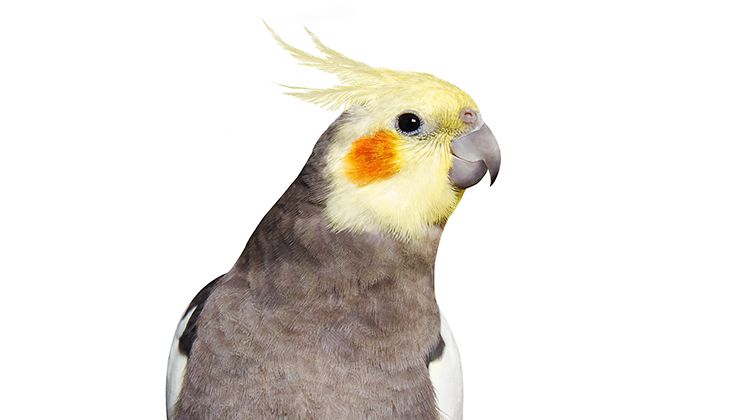 Cockatiel Care Guide Card Image