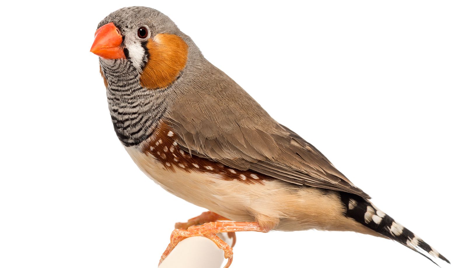 Finch Care Guide Hero Image