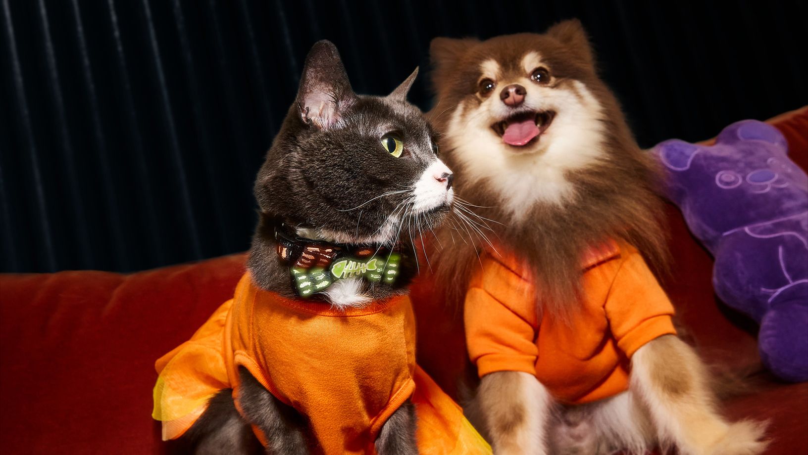 What Are Some Halloween Pet Safety Tips
