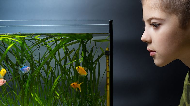 A Teacher's Guide to Having Classroom Pets