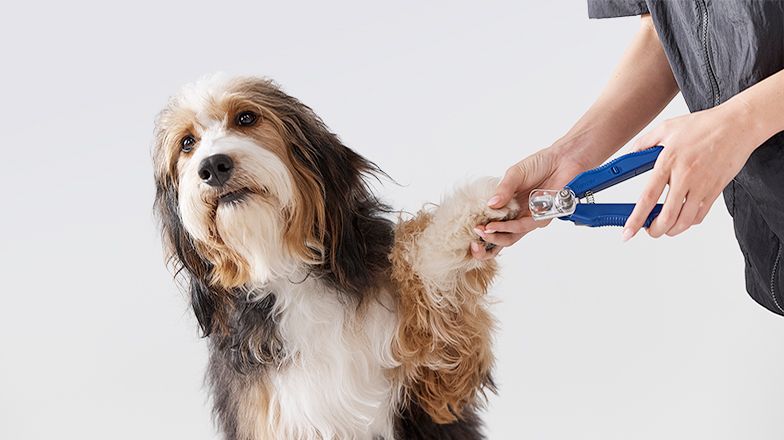 Pet Grooming 3 Card Image