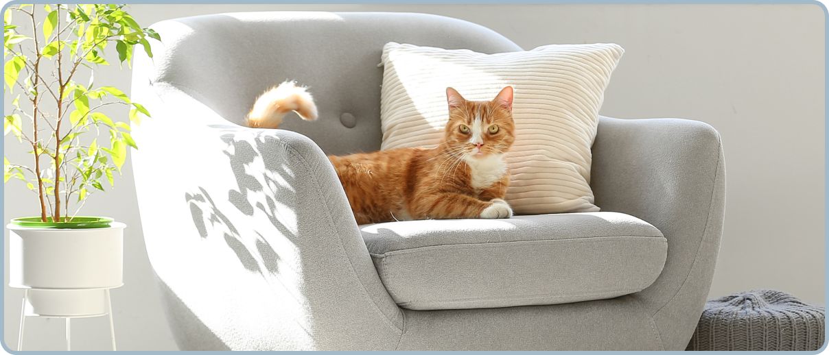 Orange cat laying on a chair