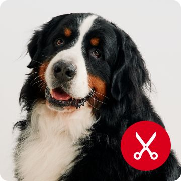 Grooming logo with black dog