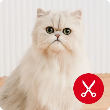 Grooming logo with white cat
