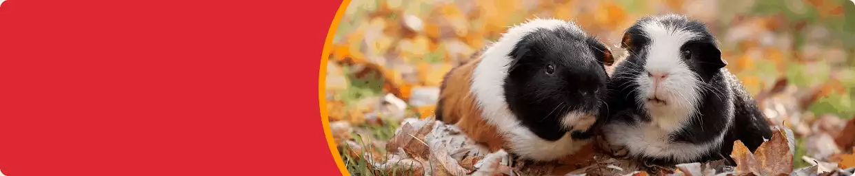 Guinea pigs, dogs & a cat outside in a pile of leaves