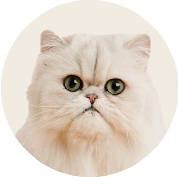 White Persian cat		