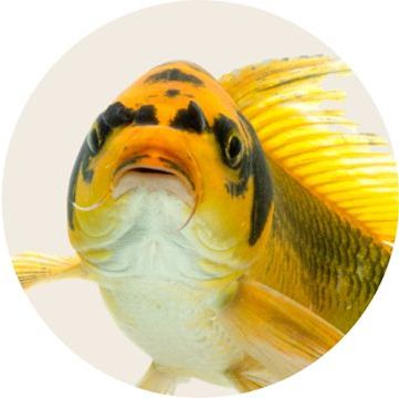 Yellow & blue tropical fish