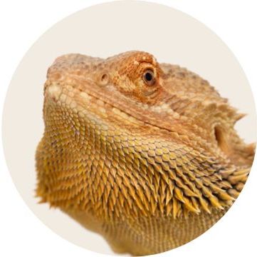 Bearded dragon