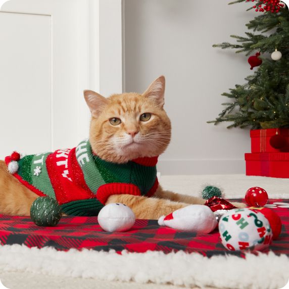 Cat in red & green holiday knit sweater