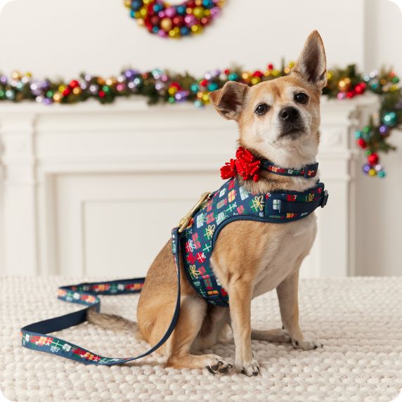 Chihuahua in multi-colored collar, harness & leash trio