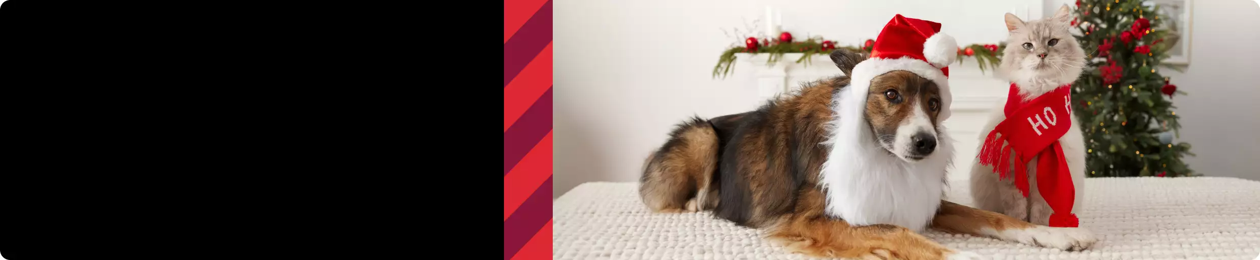Brown & white dog in Santa hat & beard & tan cat in red scarf