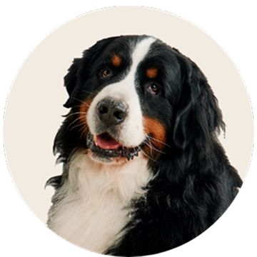 A Bernese mountain dog looking forward