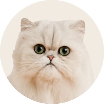 A white Persian cat with a flat face staring ahead