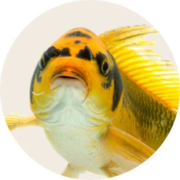 A yellow & black fish swimming close to the glass