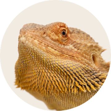 A brown & white guinea pig in profile