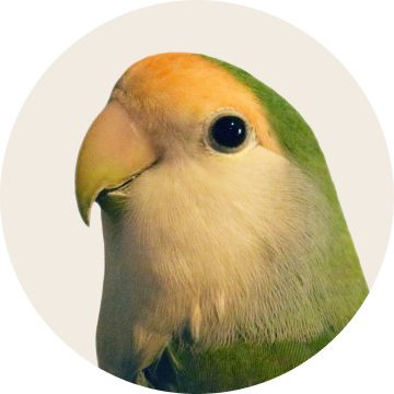 A green & yellow lovebird in profile