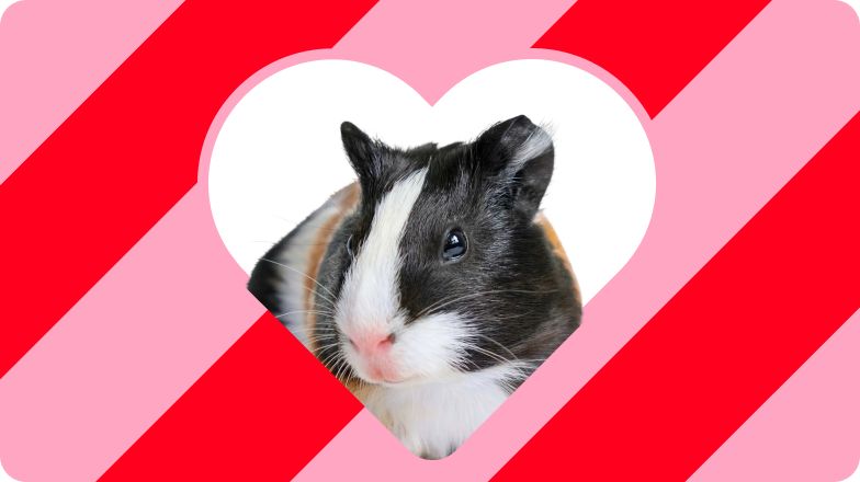 Black & white guinea pig inside a white heart on a red & pink striped background