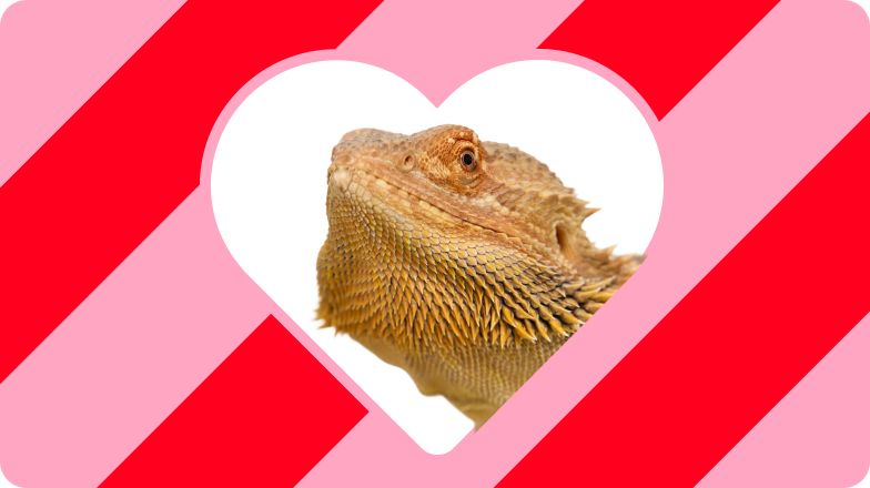 Bearded dragon inside a white heart on a red & pink striped background