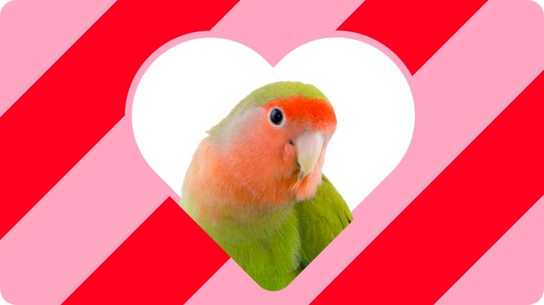 Green & peach lovebird inside a white heart on a red & pink striped background