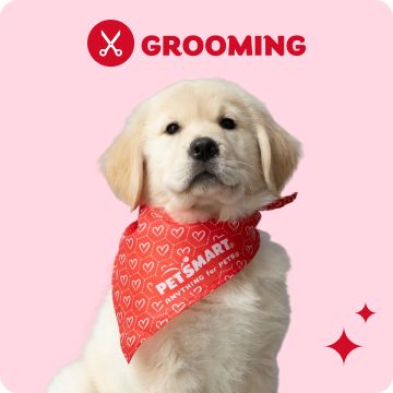 Grooming logo and a puppy wearing a Valentine bandana