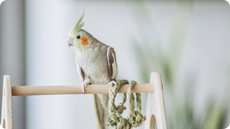 Cockatiel shown on perch