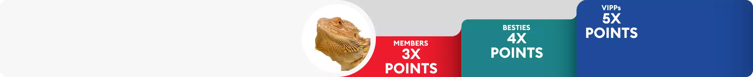 Bearded dragon close up with Treats Rewards tiers: Members 3X points, Besties 4X points & VIPPs 5X points