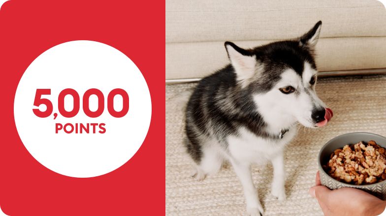 Badge with 5000 points and dog getting served food in bowl