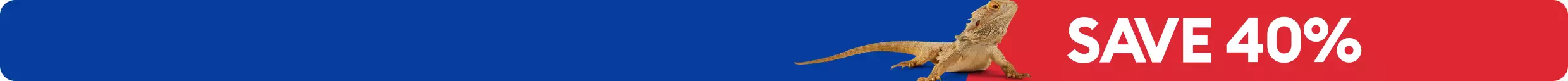 Profile of bearded dragon with SAVE 40%
