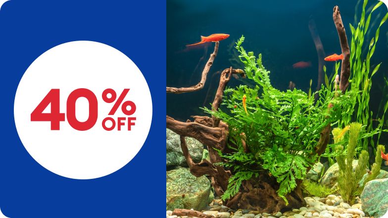 Goldfish in aquarium with plants & decor