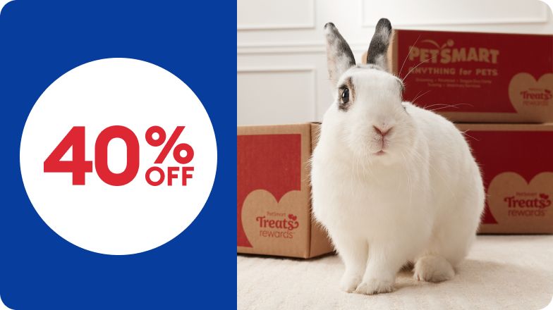 white rabbit with boxes and 40% off callout