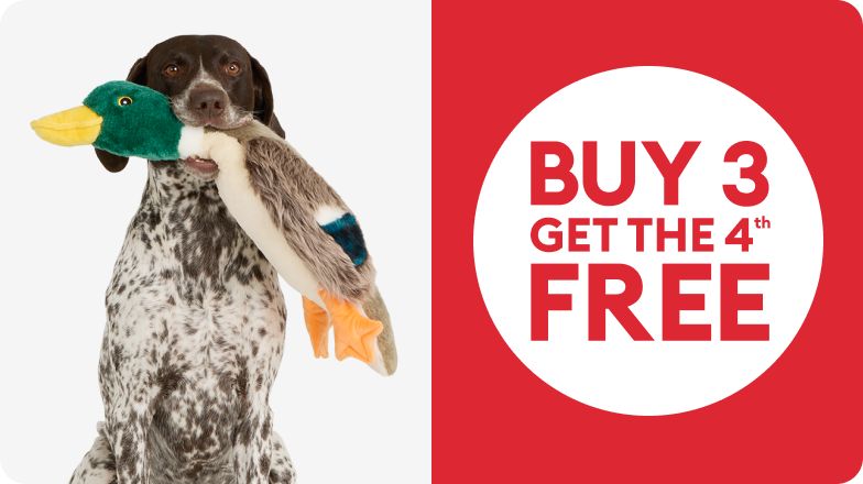 Dog carrying Joyhound plush duck squeaky toy in mouth