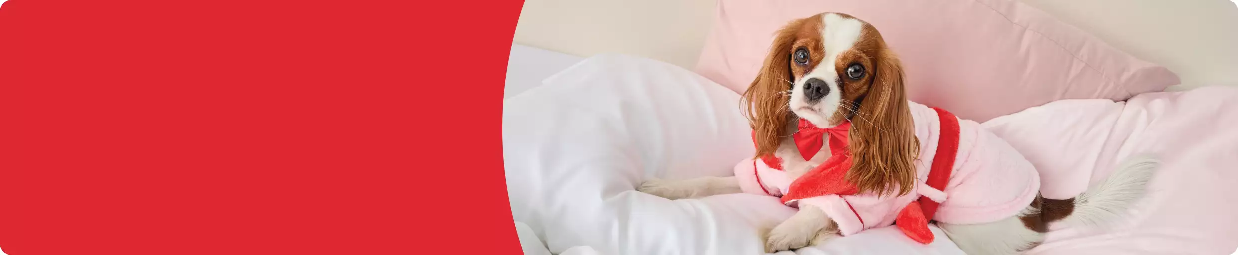 Small dog wearing a pink robe lying on white bedding with pink pillows