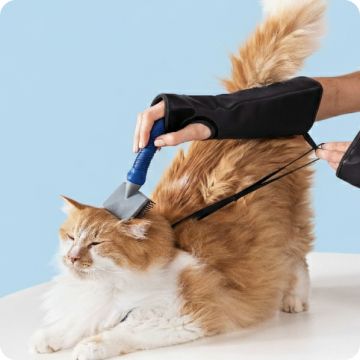 A Cat Stylist grooming a cat 