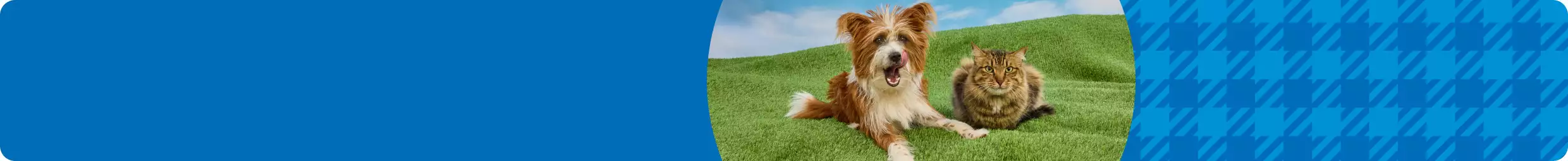 Brown & white dog lying on green grass beside a fluffy tabby cat with a blue sky background