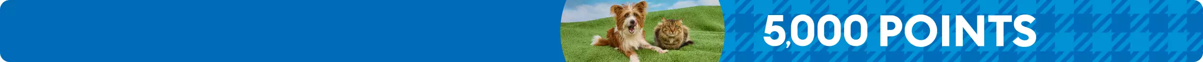 5,000 points callout and a brown & white dog lying on green grass beside a fluffy tabby cat with a blue sky background