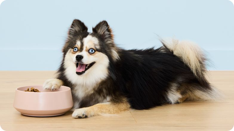 Fluffy black & tan dog with blue eyes lying on a wood floor next to a pink food bowl