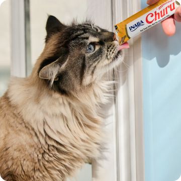 Long-haired cat licking a squeeze-up treat from a hand
